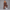 KEYNOO Women's Two Piece Sweatsuit- Chocolate