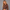 KEYNOO Women's Two Piece Sweatsuit- Chocolate