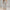 Sweatpant Elastic Bottom- Cream