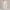 Sweatpant Elastic Bottom- Cream