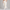 Sweatpant Elastic Bottom- Cream