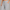 Sweatpant Elastic Bottom- Heather Grey
