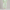 Sweatpants Elastic Bottom- Mint