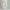 Sweatpant Open Bottom- Mint