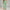 Sweatpants Elastic Bottom- Mint